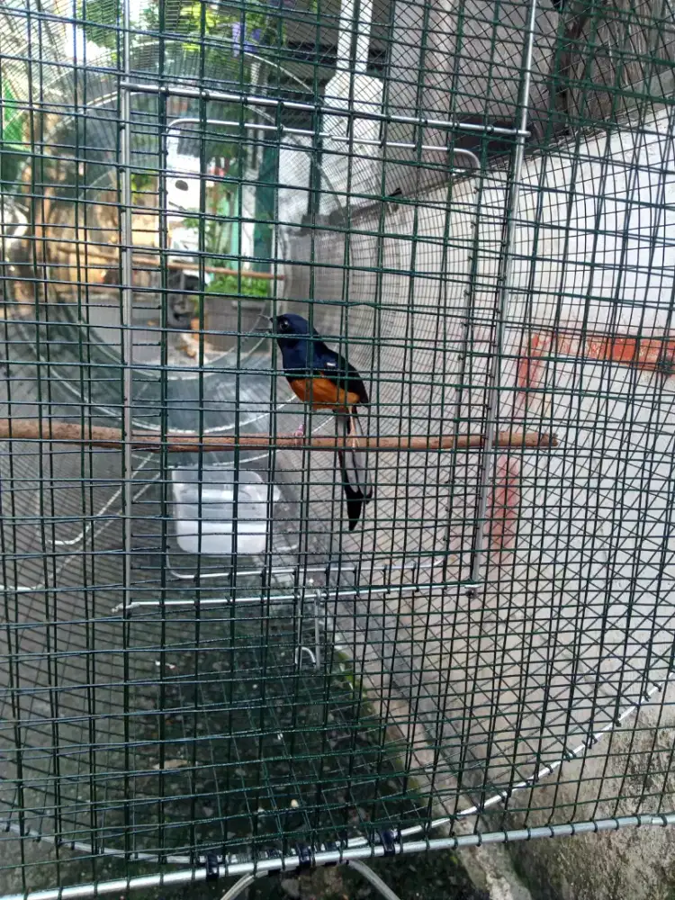 burung murai Medan no minus