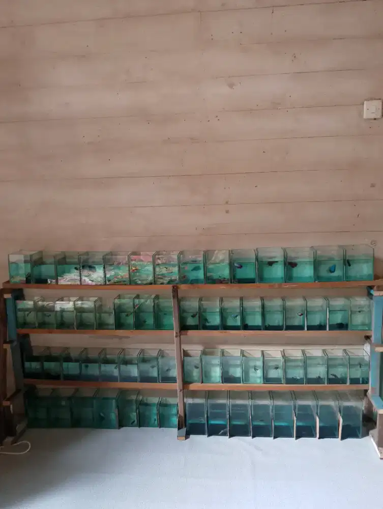 Soliter ikan cupang jual borongan nego.