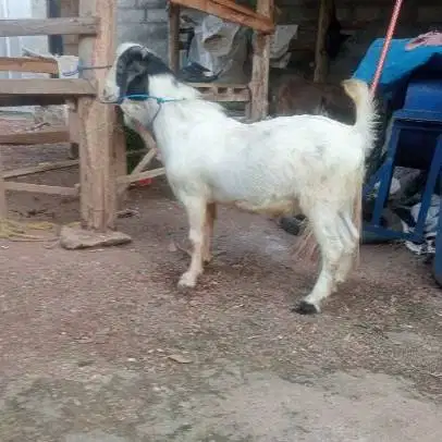 paketan 10 ekor kambing kurban 27-32 kiloan buat DKM panitia qurban ok