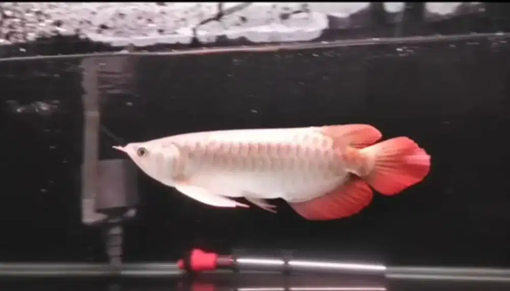 Arwana super red