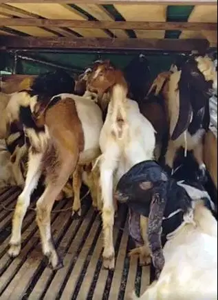 10 ekor kambing jantan 27-32kilo buat DKM panitia kurban 2026 jamin ok