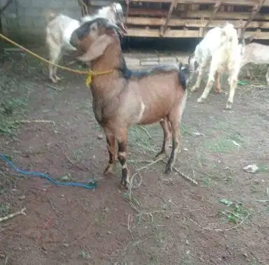 10 ekor kambing jantan 27-32kilo buat DKM panitia kurban 2026 jamin ok