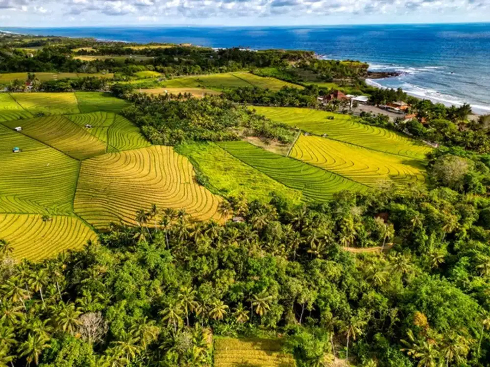 Land For Sale with Rice Field and Mountain Views - Selemadeg, Tabanan