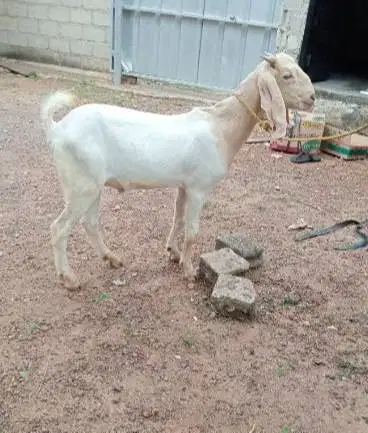 10 ekor kambing qurban 27-32kiloan buat DKM panitia kurban mesjid puas