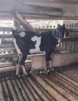 10 ekor kambing qurban 27-32kiloan buat DKM panitia kurban mesjid puas