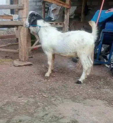 10 ekor kambing qurban 27-32kiloan buat panitia kurban DKM musholla ok