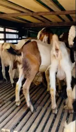 paket DKM 10 ekor kambing qurban 27-32kiloan buat panitia kurban puas