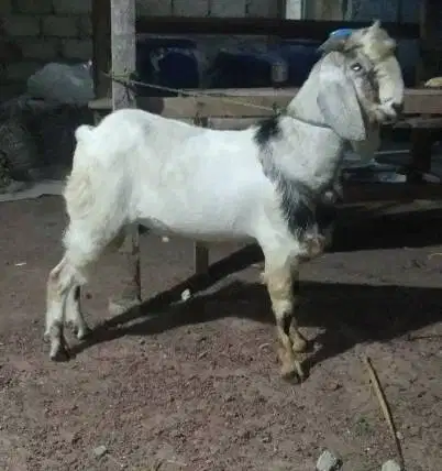 paket DKM 10 ekor kambing qurban 27-32kiloan buat panitia kurban puas