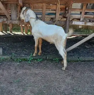 10 ekor kambing qurban 27-32kiloan buat pedagang kurban panitia mesjid