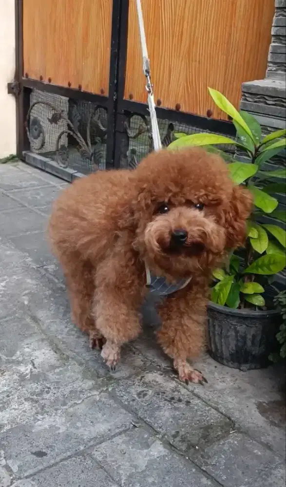Red toy poodle betina 2 tahunan
