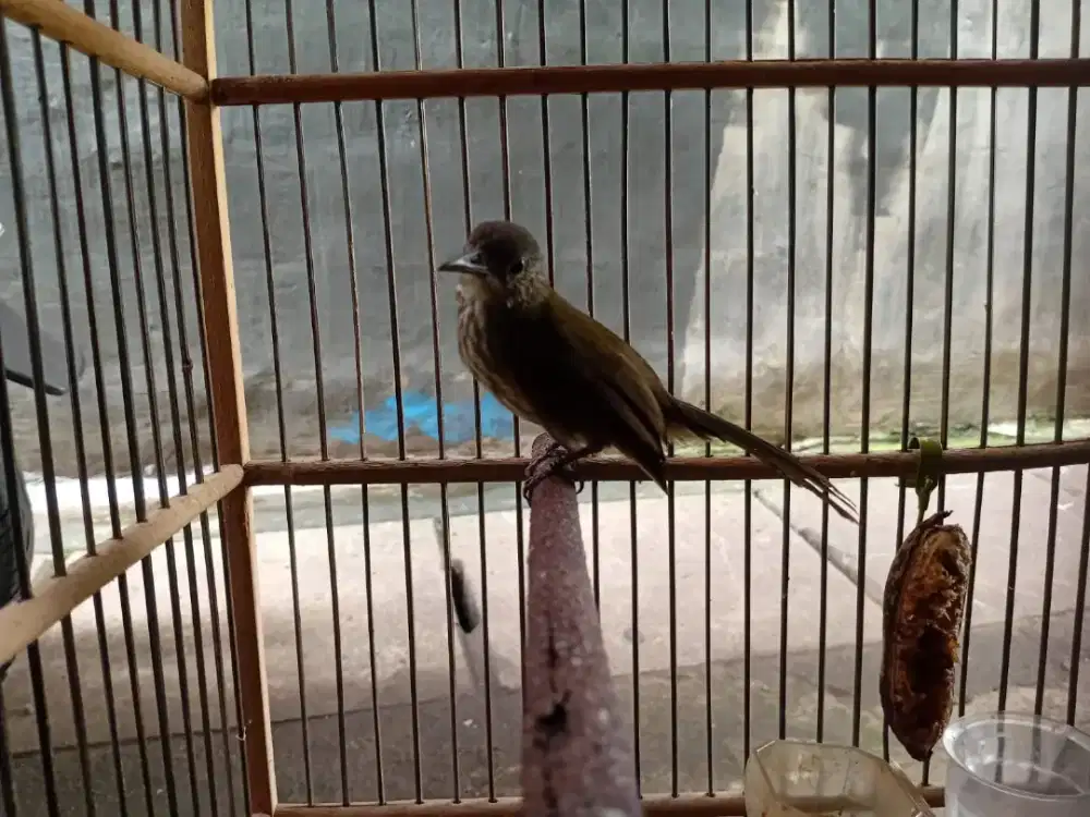 Burung siri siri rajin mendekati gacor