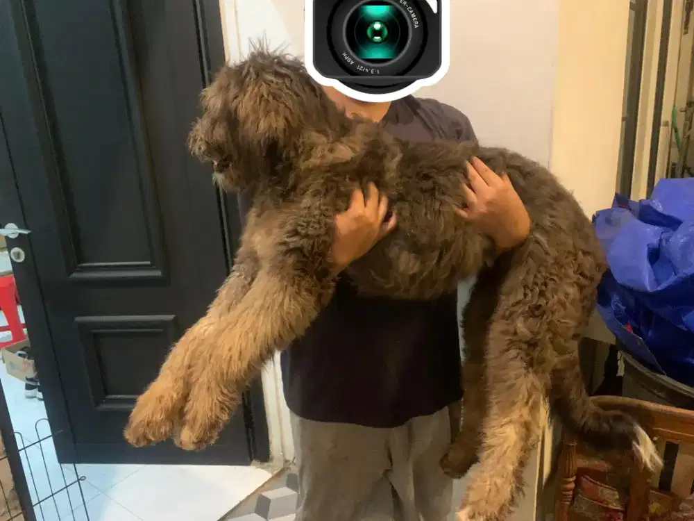 ADOPSI ANJING MIX POODLE × MALAMUTE