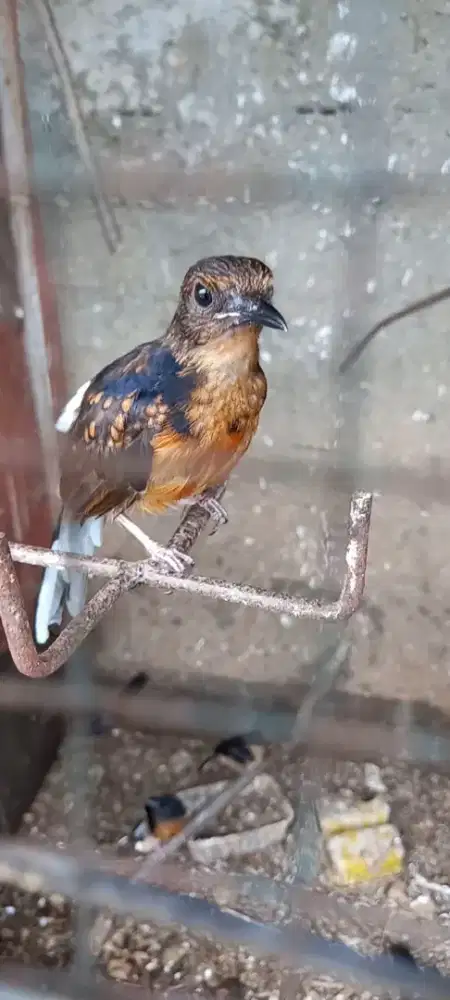 Murai trah albino jantan