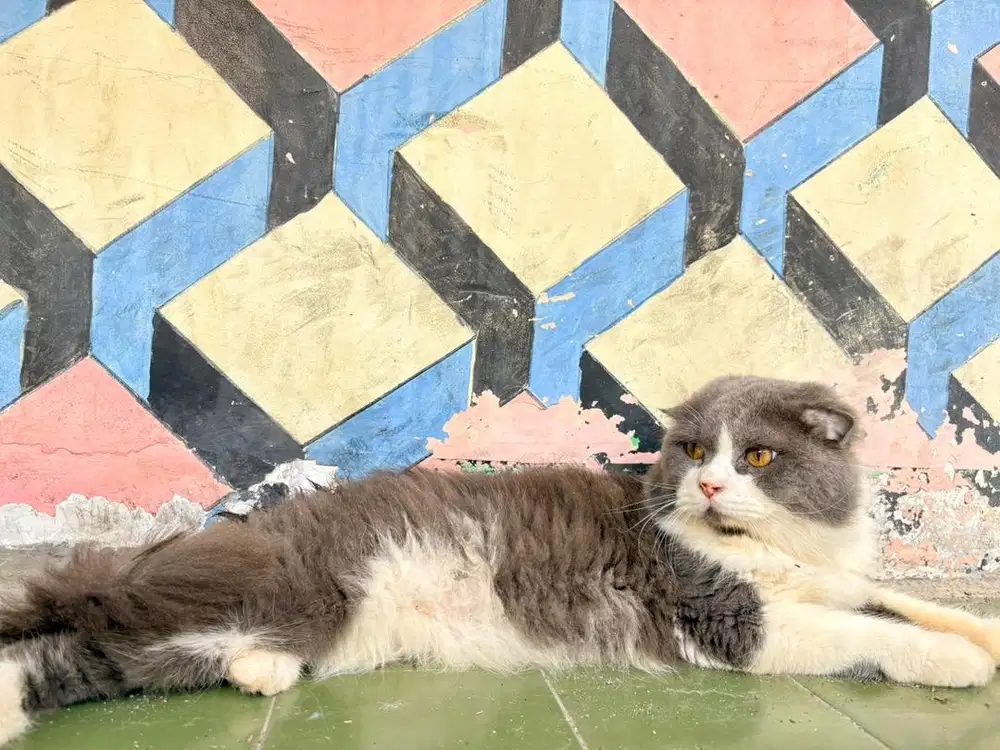 bsh scottis fold jantan