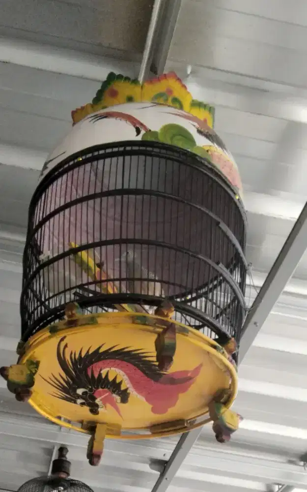 Perkutut Bangkok super