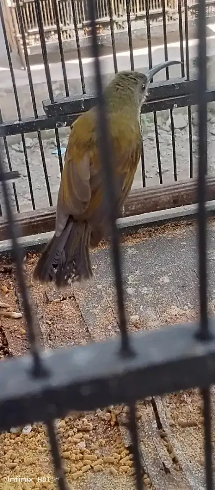 pijantung pisang jantan