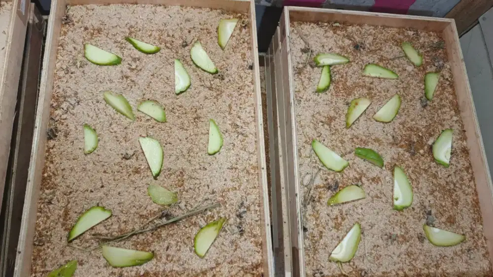 Ulat hongkong dan pollar