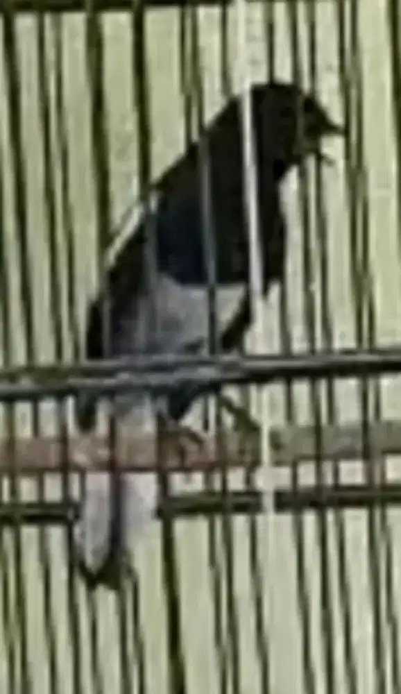 Kacer dada putih lot cor dor