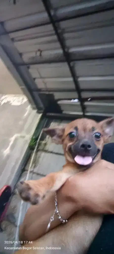 Anakan cihuahua murni