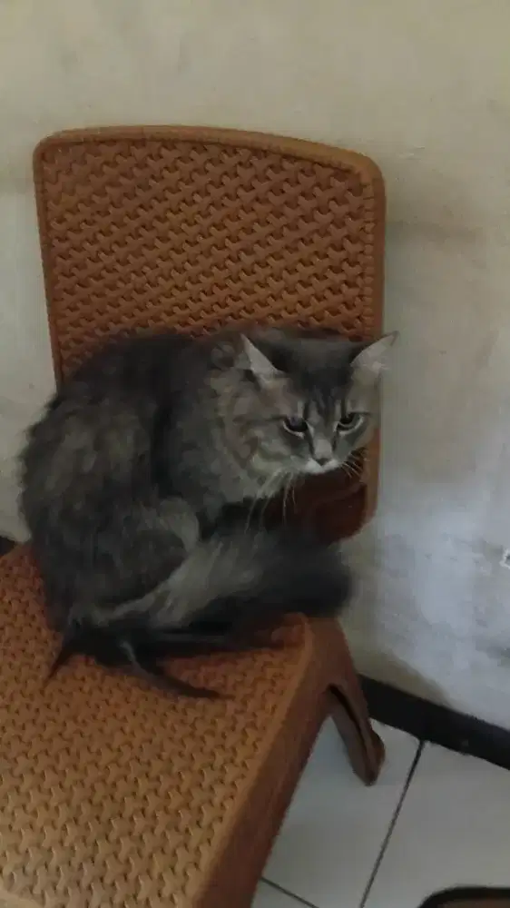 Lepas adopsi karena kebanyakan