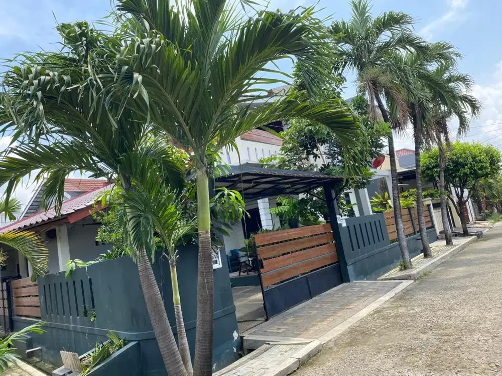 FREE - bibit PALEM PUTRI