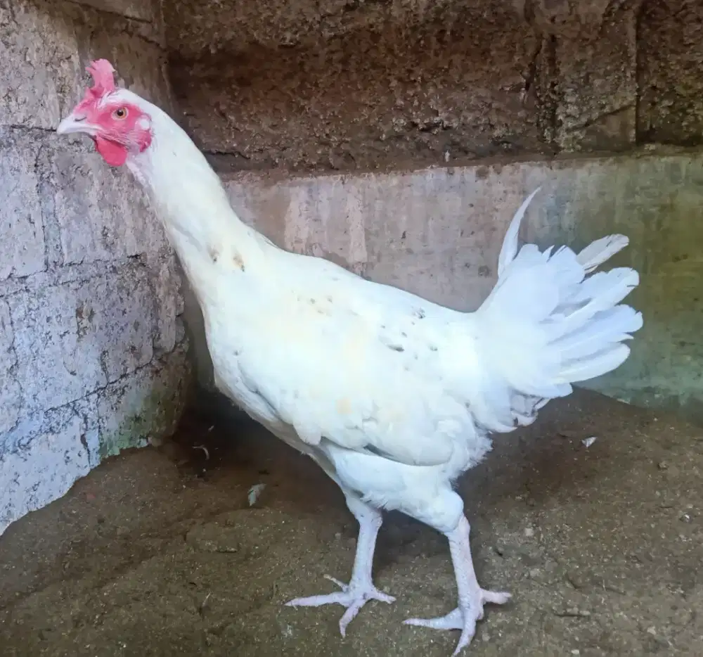 AYAM PELUNG BETINA