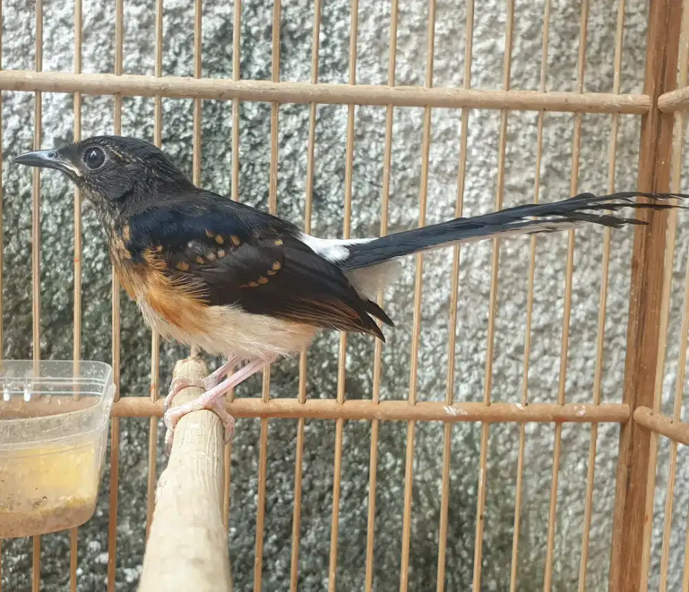 Murai medan trotol jantan 3 bln kualitas grade A