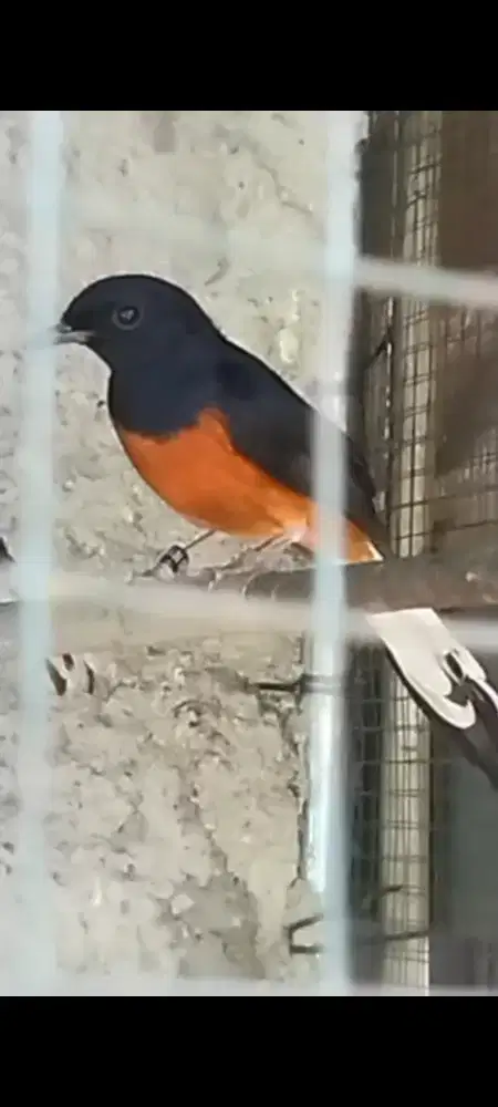 Murai split albino jantan real