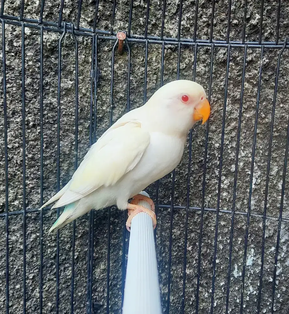 Lovebird NonKlep Mata Merah Jenis PF
