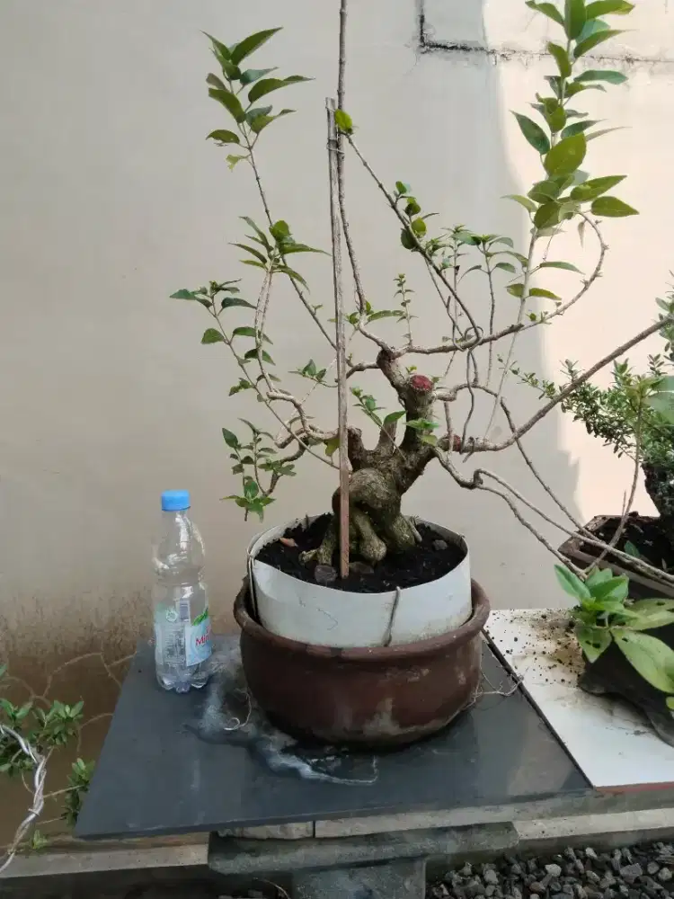 Bonsai sancang daun lancip
