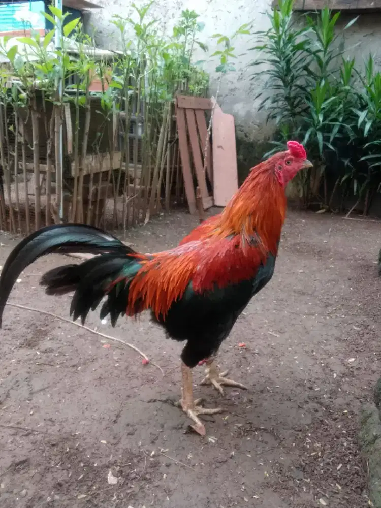 Ayam Bangkok umur 2thn sehat