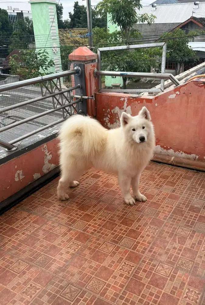 Samoyed Jantan 2 Tahun Stambum