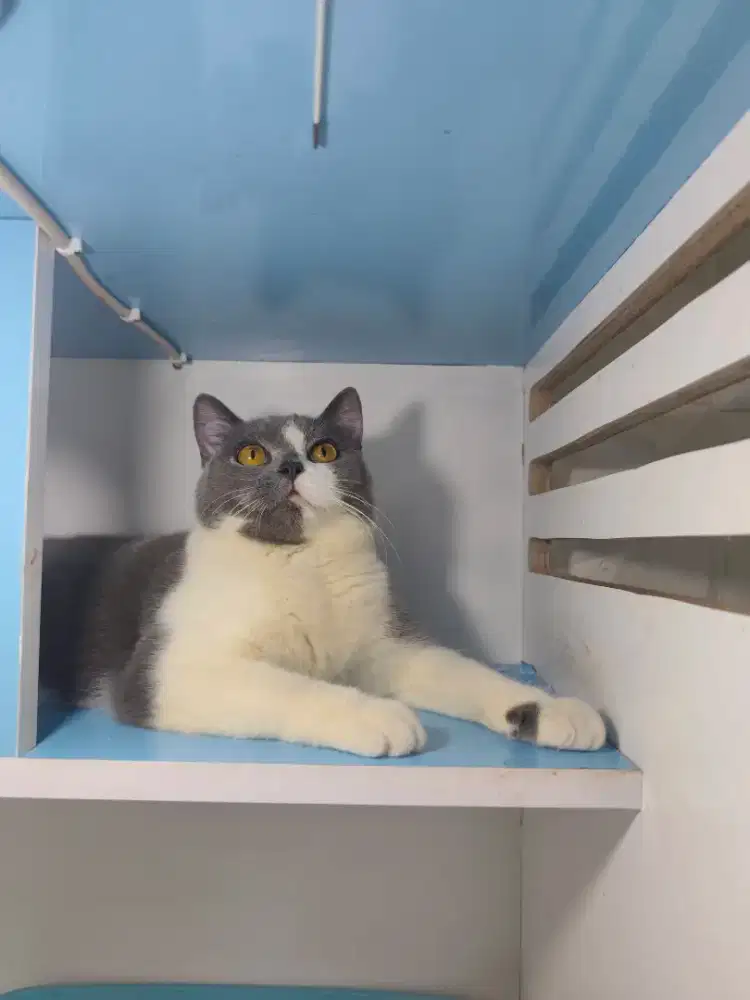 British Shorthair Bico blue