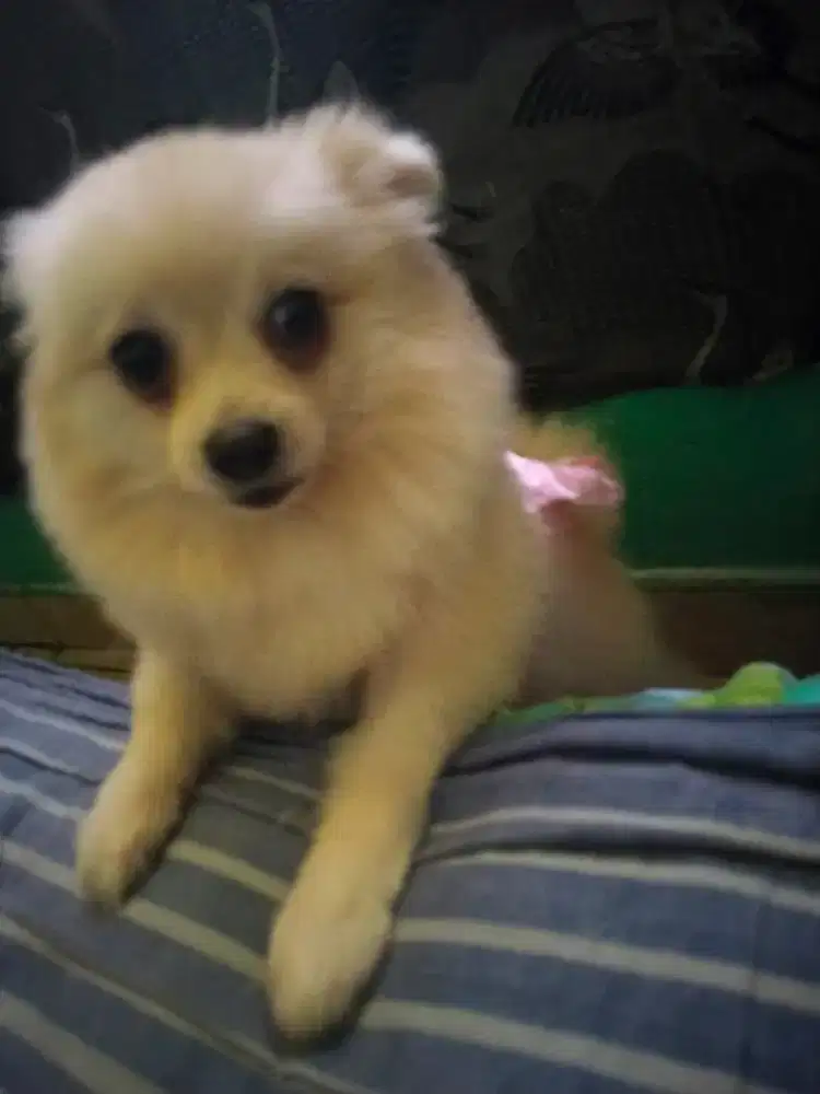 Disemi Hibah seceowt nya