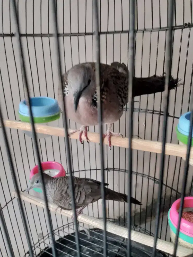 burung tekukur sama perkutut