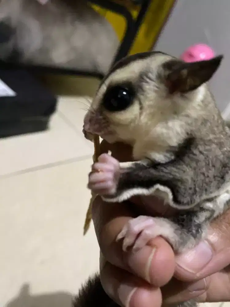 Sugar Glider WF joey bonus kandang