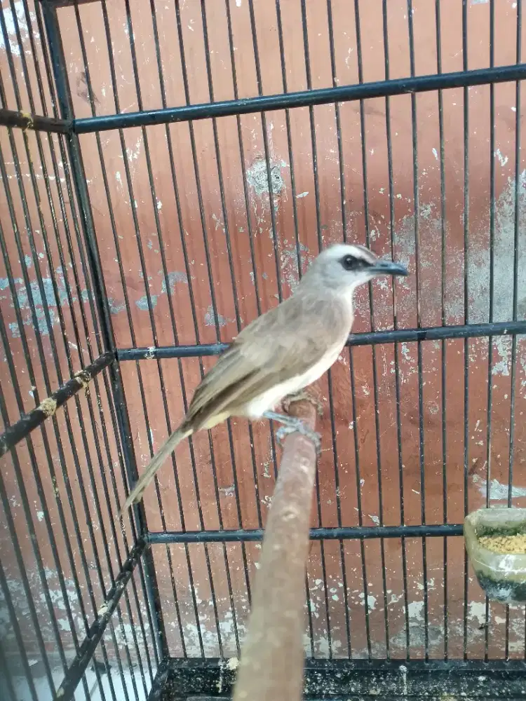 Trucukan fullset gacor