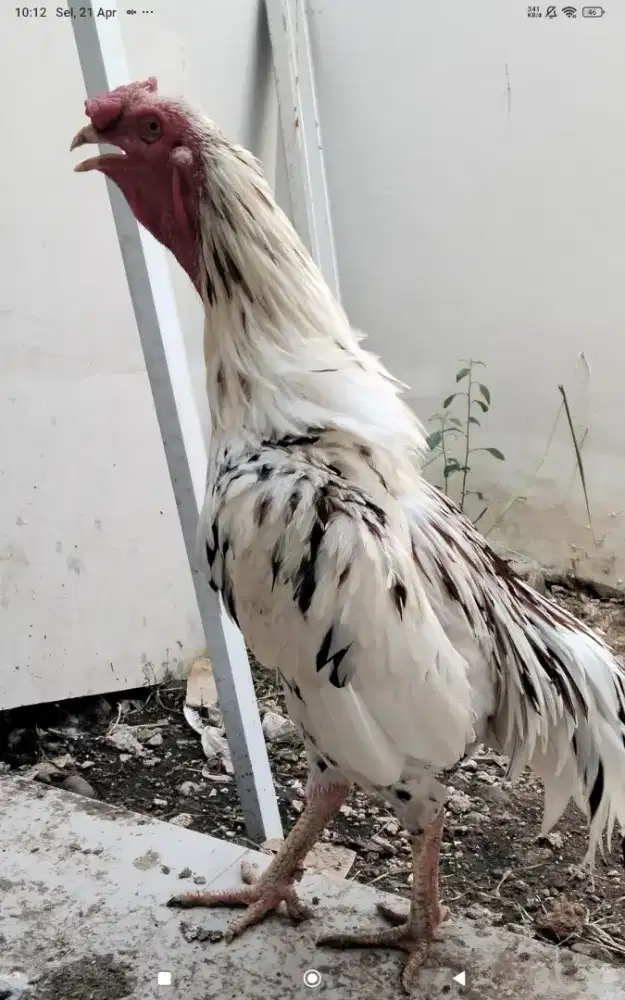 Ayam bangkok pama brumbun