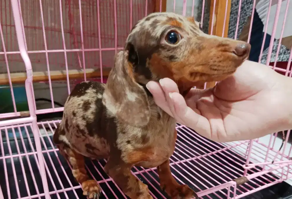 Dijual anjing tekel dapple