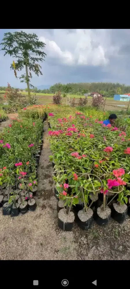 Jual tanaman bugenville 15ribuan