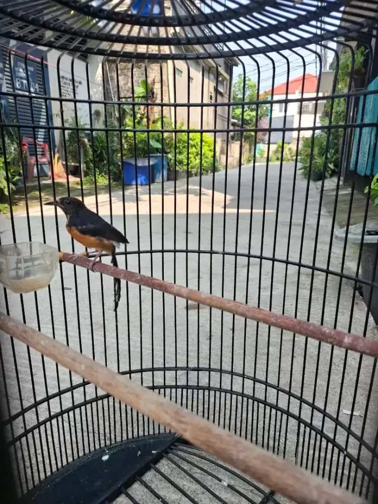 Trotol Ring Otw Pastol