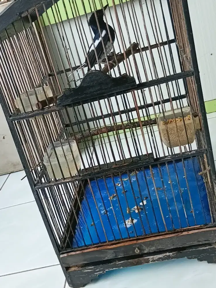 Kacer jabar jawa barat