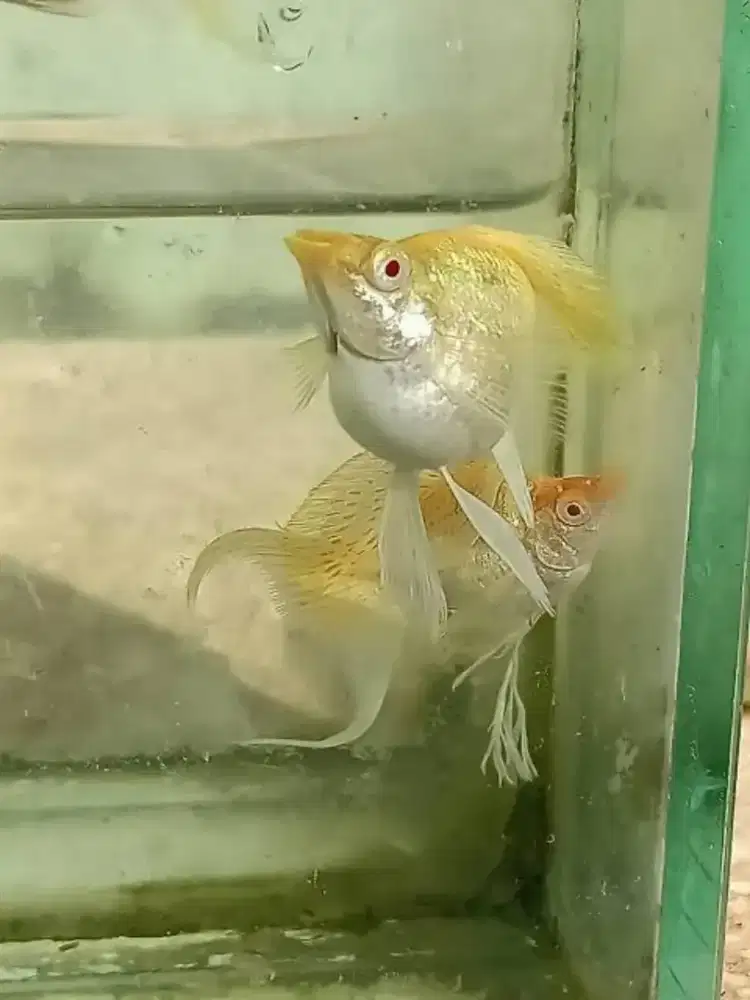 Ikan Molly Balon Gold Albino