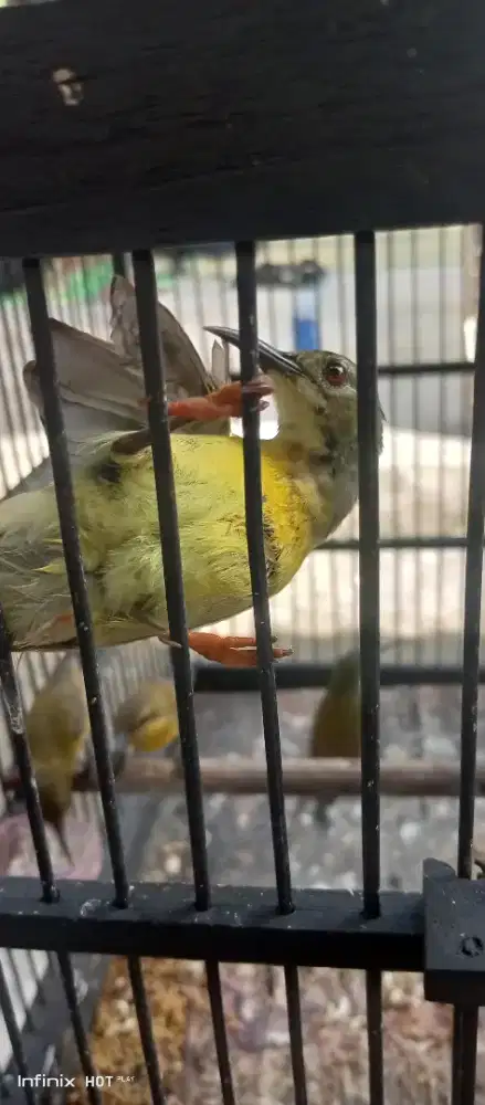 wiceh jantan trotol jinak