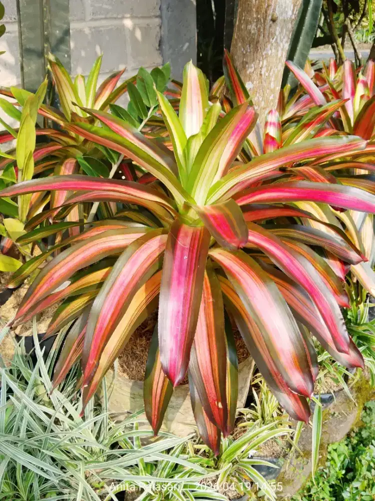 Bromelia | harga mulai 5ribuan