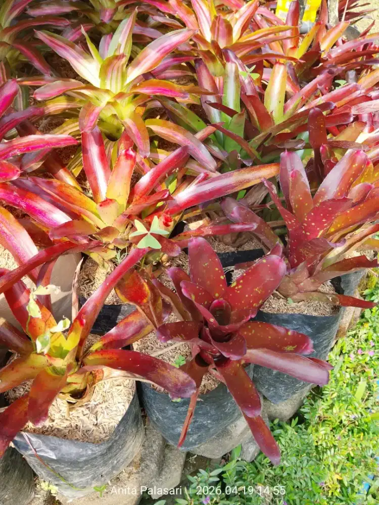 Bromelia | harga mulai 5ribuan