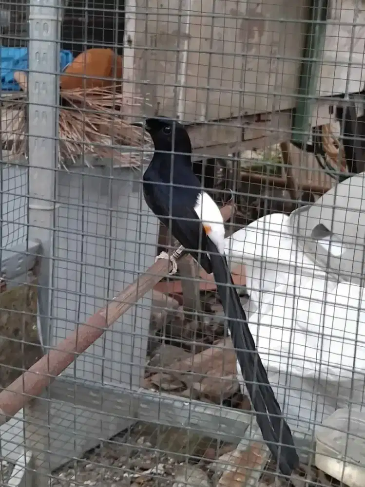 Murai Ekor Panjang Gacor Prestasi