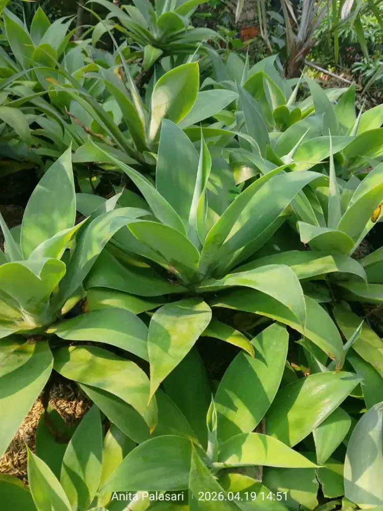 Tanaman siklok 25ribuan