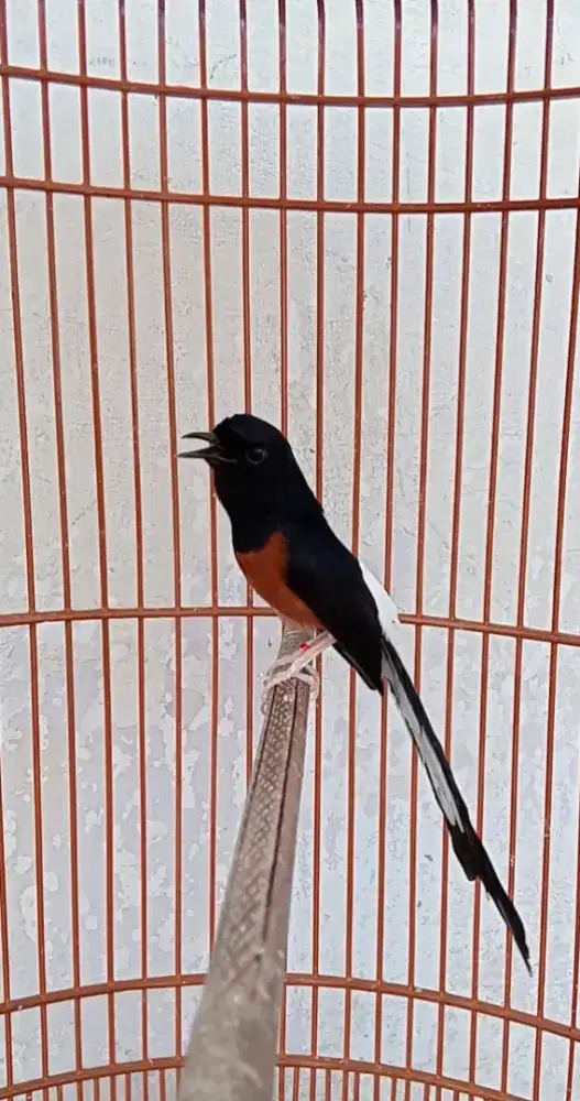 Murai harian berisik fulset