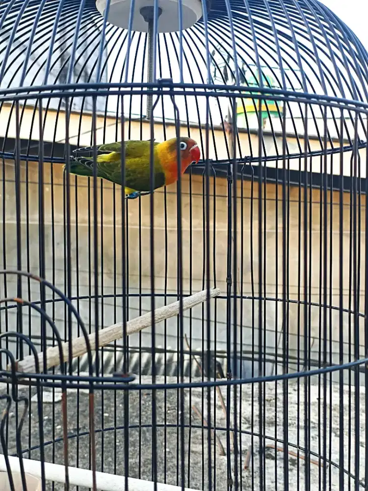 Green/Bio//YF Ino RM